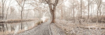 Assaf Frank - Misty forest