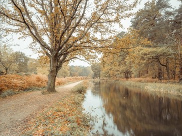 Assaf Frank - Canal through forest