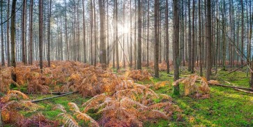 Assaf Frank - Sunrays through forest trees