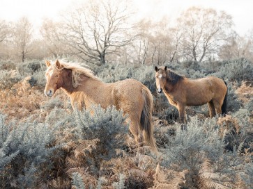 Assaf Frank - Horses in the wild