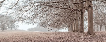 Assaf Frank - Trees in a row