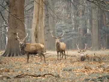 Assaf Frank - Stags in the forest