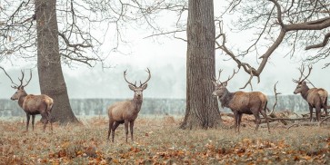Assaf Frank - Stags in forest