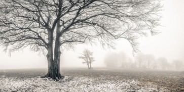 Assaf Frank - Misty forest