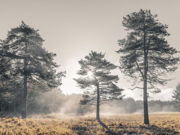 Assaf Frank - Sun trough trees