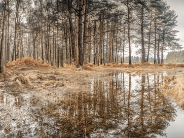 Assaf Frank - Forest reflections