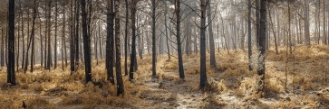 Assaf Frank - Autumn forest