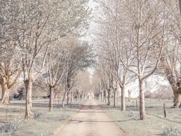 Assaf Frank - Pathway through forest