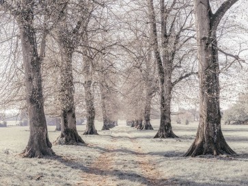 Assaf Frank - Pathway through forest