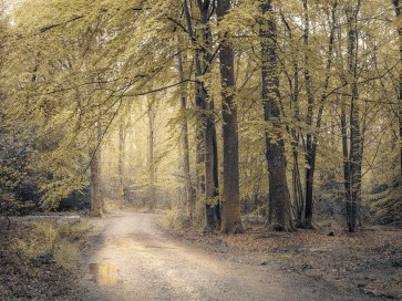 Assaf Frank - Pathway through forest