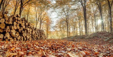 Assaf Frank - Stack of tree logs in autumn forest