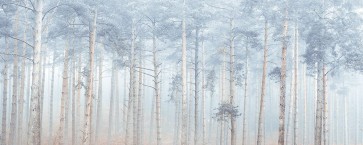 Assaf Frank - Misty Forest