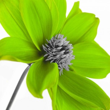 Assaf Frank - AF20110714 Dahlia 106C15 Green