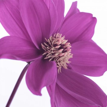 Assaf Frank - AF20110714 Dahlia 106C16