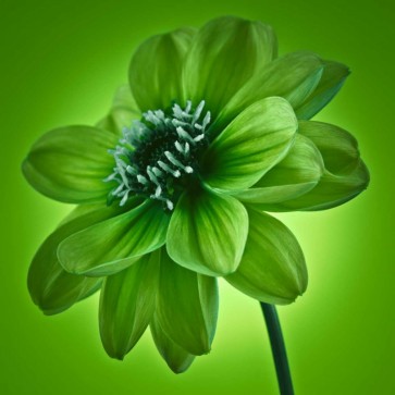 Assaf Frank - AF20110818 Dahlia 045C04 GreenC01