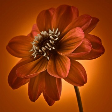 Assaf Frank - AF20110818 Dahlia 045C10