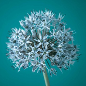 Assaf Frank - AF20100605 Alliums 151C07