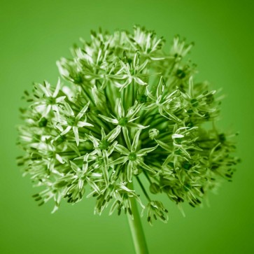 Assaf Frank - AF20100605 Alliums 151C09