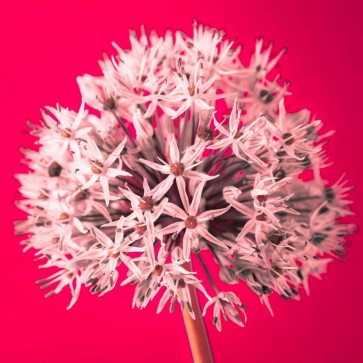 Assaf Frank - AF20100605 Alliums 157 RedC05
