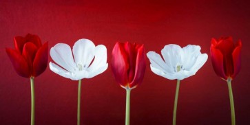 Assaf Frank - AF20120424 Tulips 351C12