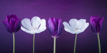 Assaf Frank - AF20120424 Tulips 351C13