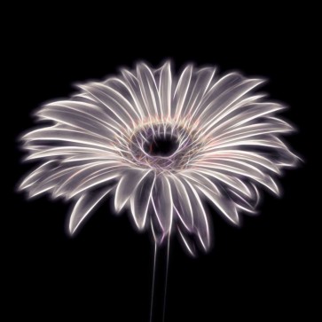 Assaf Frank - FTBR 1658 Gerbera
