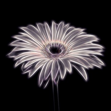 Assaf Frank - FTBR 1659 Gerbera
