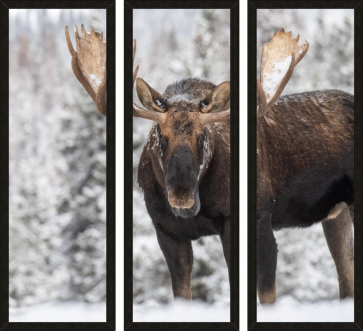 Moose - Winter - Forest