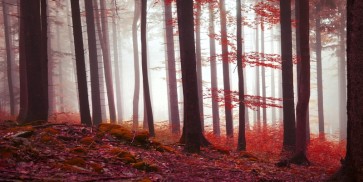 Brian Kurts - Magical Red Forest  