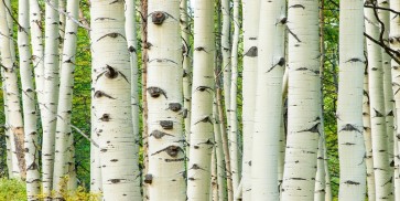 Idan Myrddin - Aspen Trunks In Fall  