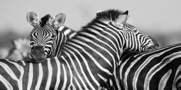 Rogelio Tybalt - Zebra Unity  