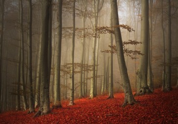 Brian Kurts - Forest Mist  