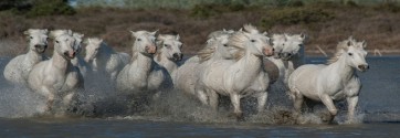 Jocelyn Borivoj - Horses - Running 