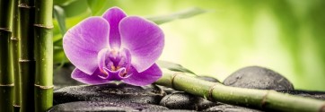 Omar Olavi - Pink Orchid  