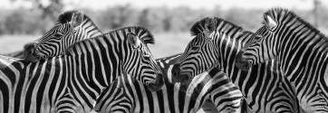 Rogelio Tybalt - Zebra Herd  
