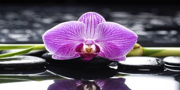 Omar Olavi - Pink Orchid with Bamboo  