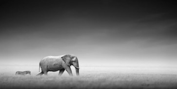 Felicia Roy -Elephant and Zebra Walking  