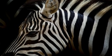 Rogelio Tybalt - Zebra in Sepia  