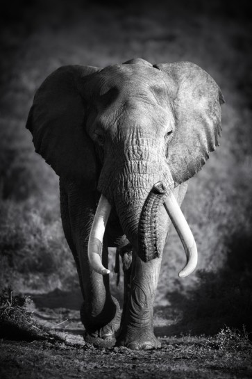 Johanna Siri - Elephant Bull  