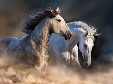 Edith Leanne - Horses - Running at Dusk  