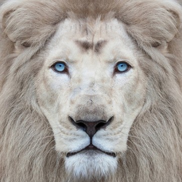 Clemen Kustas - White Lion With Blue Eyes Portrait  