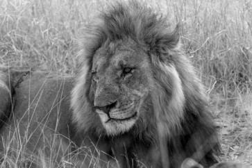 Felicia Roy - Lion - Observing Activity  