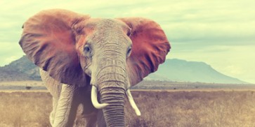 Monica P?l - Elephant - Wild 