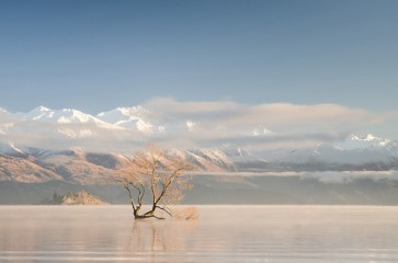 Isa Johns - Lone Tree  