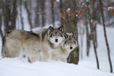Carina Siegbert - Timber Wolves In Winter  