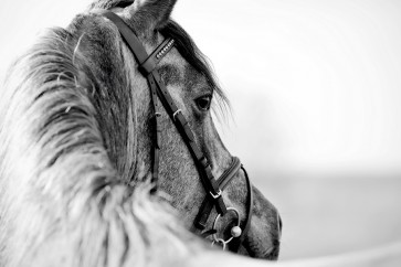 Felicia Roy - Black-In-White Of A Sports Stallion  