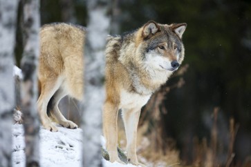 Carina Siegbert - Wolf Standing In The Snow  