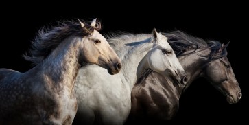 Edith Leanne - Horses - Run Gallop  