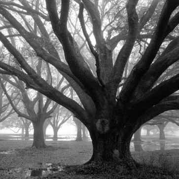 William Guion - Oak Grove Winter