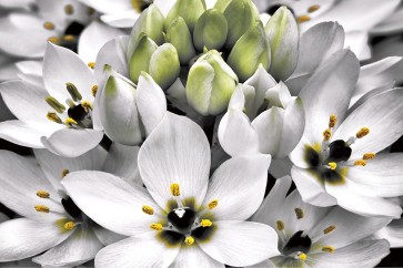 Dennis Frates - Blooming Stars